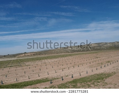 Young super-intensive olive plantation, you can see the small stakes aligned forming geometric figures and in the background an olive grove. young seedlings of olive tree
