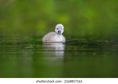 a young swan chick swimming on a lake