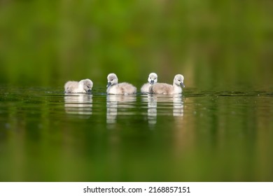 young swan chicks swimming on a lake