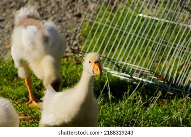 Young Swan Geese Run Past The Empty Cage