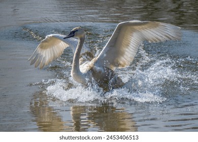 Young swan landing with spread wings on lake - Powered by Shutterstock