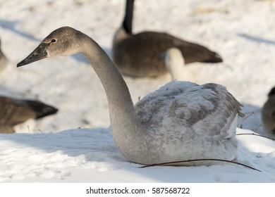 A Young Swan In Monticello, Minnesota.