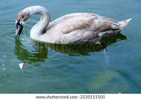 A young swan, white and brown, swimming in calm water seeking food. Full side profile, with water ripples.