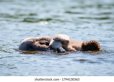 young swans while playing and caring for their plumage
