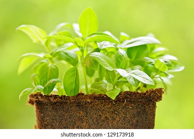 Young Sweet Basil Plants In Peat Pot