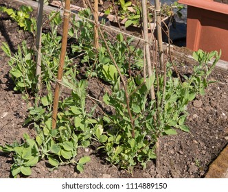 Young Sweet Pea Plants (Lathyrus Odoratus) Growing Up A Bamboo Cane Wigwam In A Country Cottage Garden In Rural Devon, England, UK