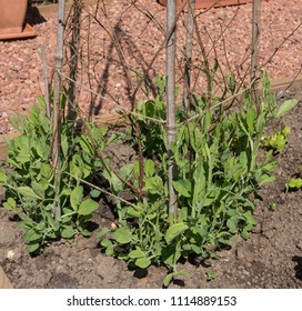 Young Sweet Pea Plants (Lathyrus Odoratus) Growing Up A Bamboo Cane Wigwam In A Country Cottage Garden In Rural Devon, England, UK