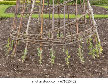 Young Sweet Pea Plants (Lathyrus Odoratus) Climbing Up A Hazel Wigwam On An Allotment In A Vegetable Garden In Rural Devon, England, UK