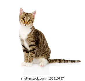 young tabby cat. isolated on white background