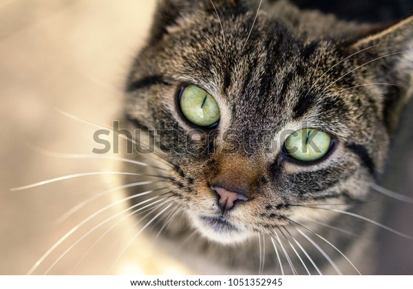 Young tabby cat\
outside