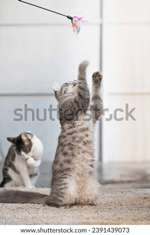 Young tabby cat playing with a teaser toy at home