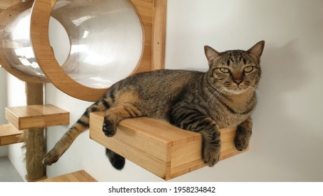 A young tabby cat resting inside modern wall mounted cat bed capsule and looking something. - Powered by Shutterstock