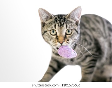 A Young Tabby Domestic Shorthair Cat Carrying A Stuffed Toy Mouse In Its Mouth