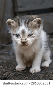Young Tabby Kitten Exploring a Rustic Barnyard