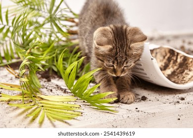 Young tabby kitten reaches down to play with scattered soil near a broken flower pot, surrounded by fallen green leaves. The inquisitive kitten explores the mess it caused in a cozy indoor environment - Powered by Shutterstock