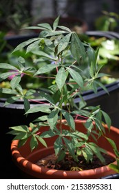 A Young Tapioca Plant In The Nursery