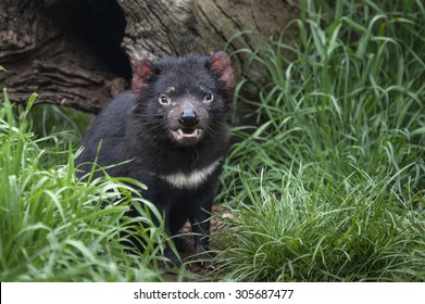 Young Tasmanian Devil