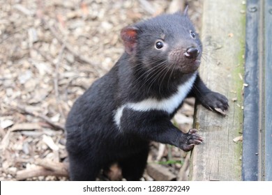 baby tasmanian devil cute