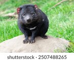 Young Tasmanian Devil at DevilsCradle sanctuary near Cradle Mountain National Park in Tasmania, refuge for species threatened by Devil Facial Tumour Disease, an infectious cancer;