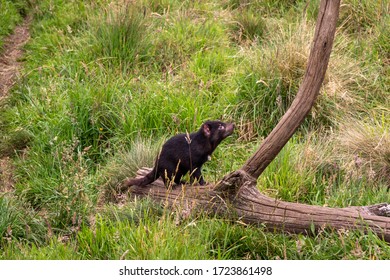 A Young Tasmanian Devil Sitting On A Dead Tree Surrounded By Grass.