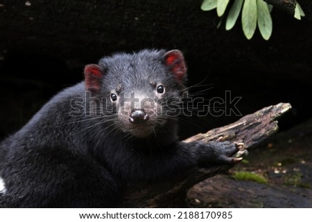 Young Tasmanian Devil stares at camera