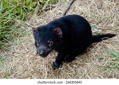 Young Tasmanian Devil - Tasmania