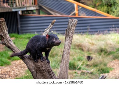 A Young Tasmanian Devil Willing On A Tree Stump.  