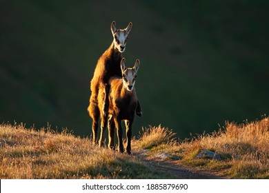 Young Tatra Chamois, Rupicapra Rupicapra Tatrica, Mating On Grass In Autumn Sunset. Two Wild Goats Playing On Horizon In Golden Hour. Alpine Mammals Copulating On Hill In Evening Sun.