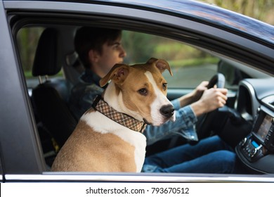 Young Teenage Boy Learning How To Drive A Car With Dog Sitting In Front