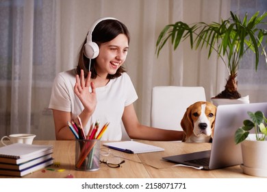 A young teenage girl wearing headphones is sitting with her dog beagle at her desk and communicating via video on a laptop. The concept of distance education, online foreign language teaching.