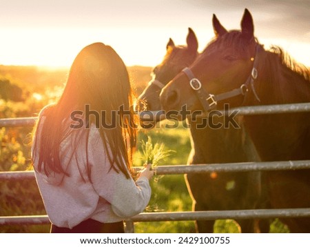 Young teenager girl feeds dark horses by a metal fence at warm glowing sunset. Light and airy mood. Selective focus. Connection between people and horses. Rural scene.