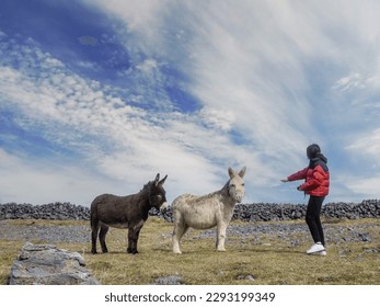 Young teenager girl playing with donkey in a field. Learning nature concept. Aran island, County Galway, Ireland. Travel and tourism. Warm sunny day. Irish landscape. - Powered by Shutterstock