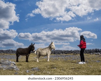 Young teenager girl playing with donkey in a field. Learning nature concept. Aran island, County Galway, Ireland. Travel and tourism. Warm sunny day. Irish landscape. - Powered by Shutterstock