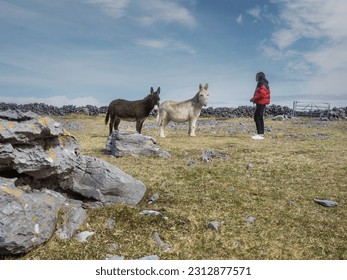 Young teenager girl playing with donkey in a field. Learning nature concept. Aran island, County Galway, Ireland. Travel and tourism. Warm sunny day. Irish landscape. - Powered by Shutterstock