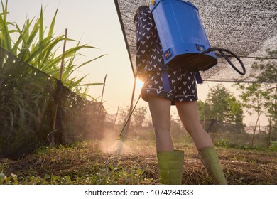 Young Thai Farmer Is Spraying Compost Tea On The Farm            