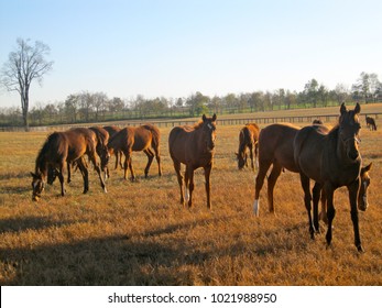 Young Thoroughbred Horses Enjoying A Sunny Day In Their Paddock In Lexington, Kentucky