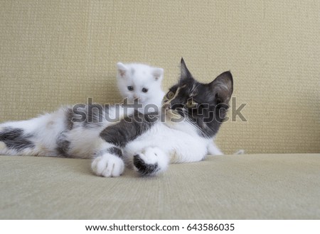 Young three colored cat lying on the couch. Baby kitten playing with mother cat.