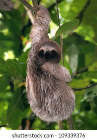 Young Three Toed Sloth Hanging From A Branch, Panama, Central America