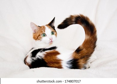 Three color cat Images, Stock Photos & Vectors | Shutterstock