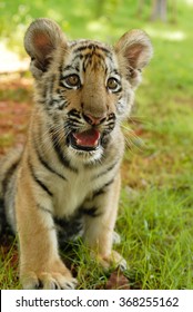 Young tiger 