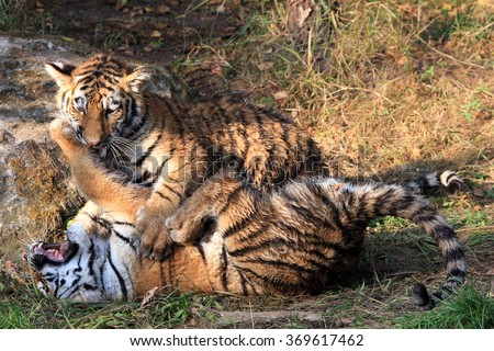 young Tiger