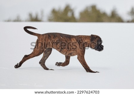 young tiger-colored boxer puppy froze on the run. photographing in winter in the snow