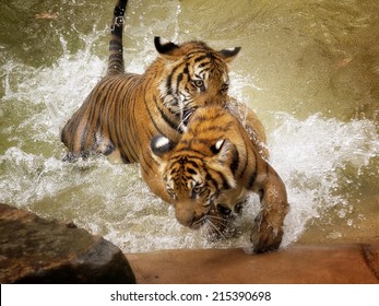 Young Tigers Fighting In Water