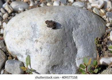 Young tiny frog, Apuan Alps, Italy.
