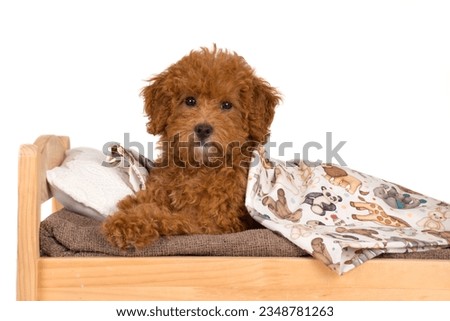 Young tired Toypoodle puppy lying in bed
