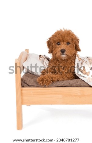 Young tired Toypoodle puppy lying in bed