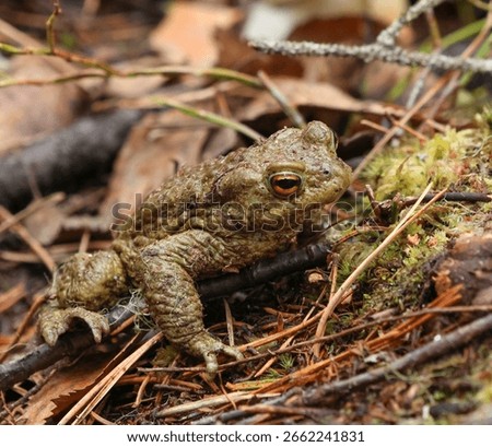 Young toad frog crawling on forest floor moss close up