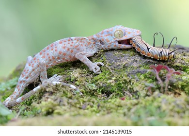 A young tokay gecko eating a caterpillar on a rock overgrown with moss. This reptile has the scientific name Gekko gecko.