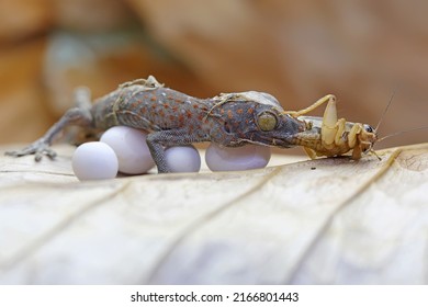 A young tokay gecko eating a cricket. This reptile has the scientific name Gekko gecko.