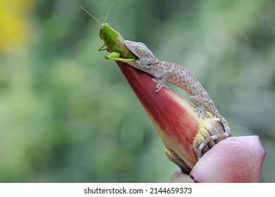 A young tokay gecko is eating a green grasshopper on a banana flower. This reptile has the scientific name Gekko gecko.